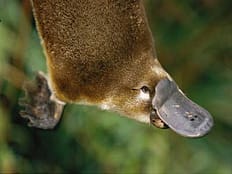 platypus